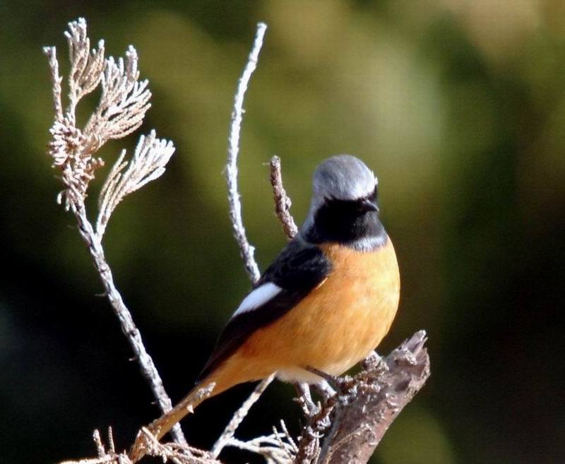 Phoenicurus auroreus (Daurian Redstart) {!--딱새-->; DISPLAY FULL IMAGE.