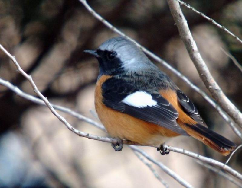 Phoenicurus auroreus (Daurian Redstart) {!--딱새-->; DISPLAY FULL IMAGE.