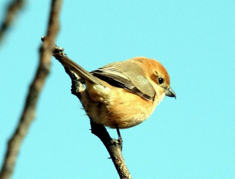 Lanius bucephalus (Bull-headed Shrike) {!--때까치-->; DISPLAY FULL IMAGE.