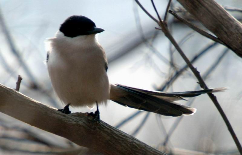 Cyanopica cyana (Azure-winged Magpie) {!--물까치-->; DISPLAY FULL IMAGE.