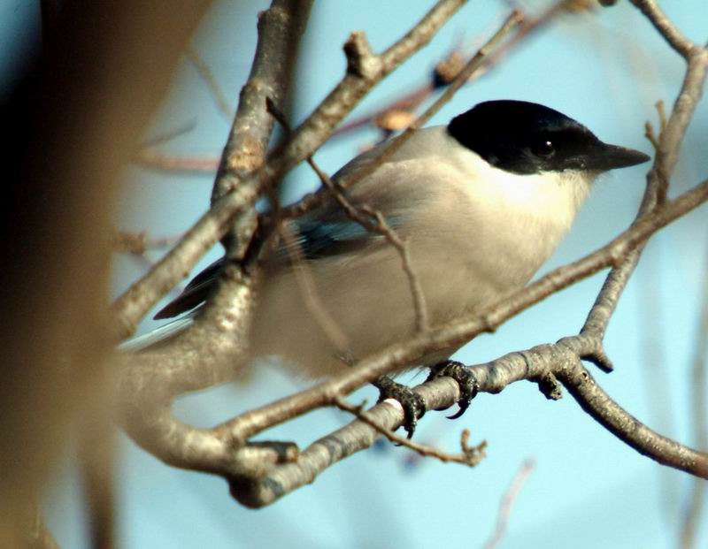 Cyanopica cyana (Azure-winged Magpie) {!--물까치-->; DISPLAY FULL IMAGE.