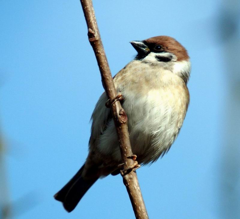 Passer montanus (Tree Sparrow) {!--참새-->; DISPLAY FULL IMAGE.