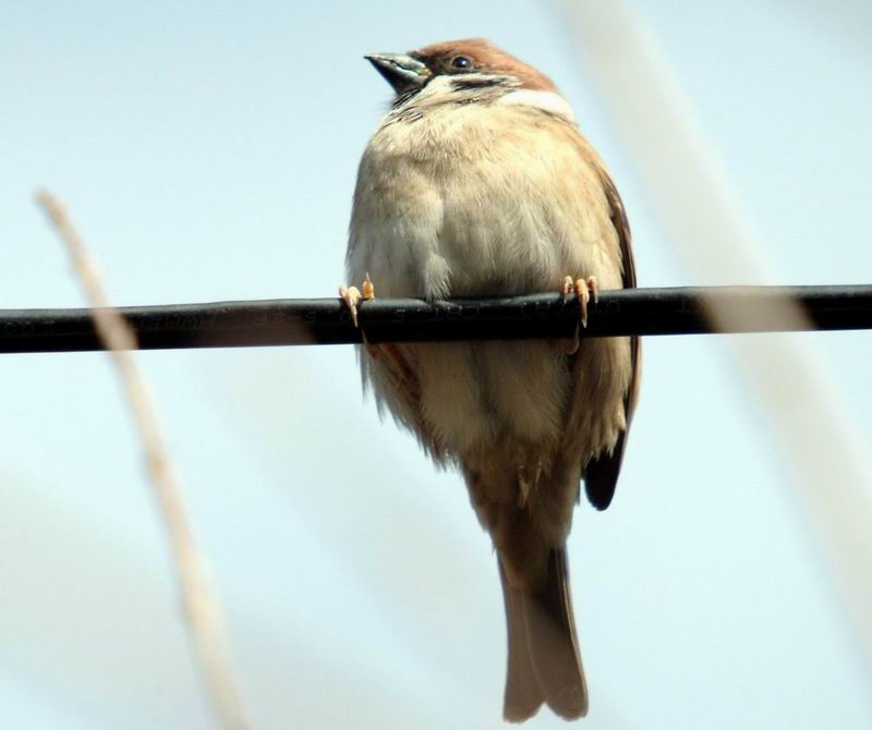 Passer montanus (Tree Sparrow) {!--참새-->; DISPLAY FULL IMAGE.