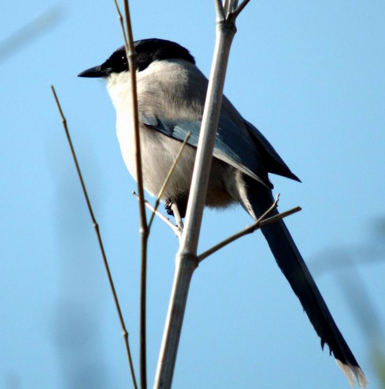 Cyanopica cyana (Azure-winged Magpie) {!--물까치-->; DISPLAY FULL IMAGE.