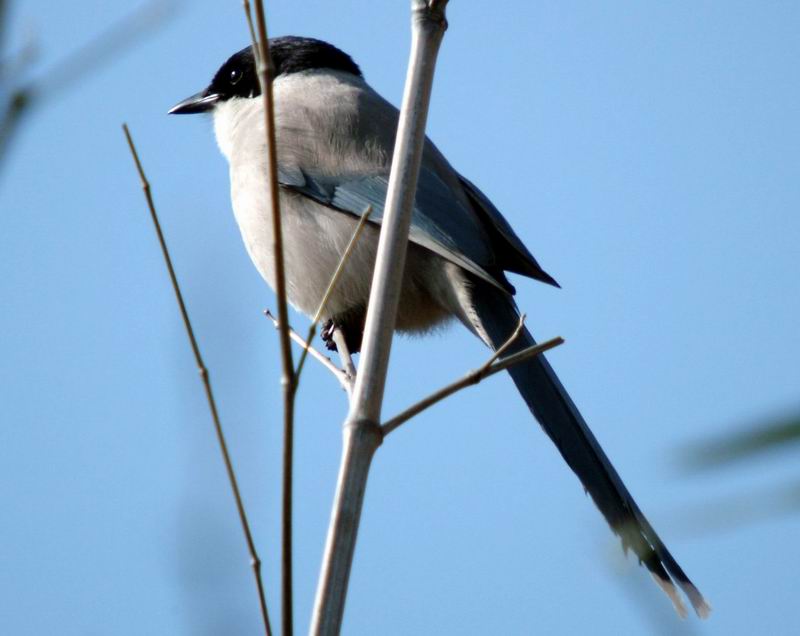 Cyanopica cyana (Azure-winged Magpie) {!--물까치-->; DISPLAY FULL IMAGE.