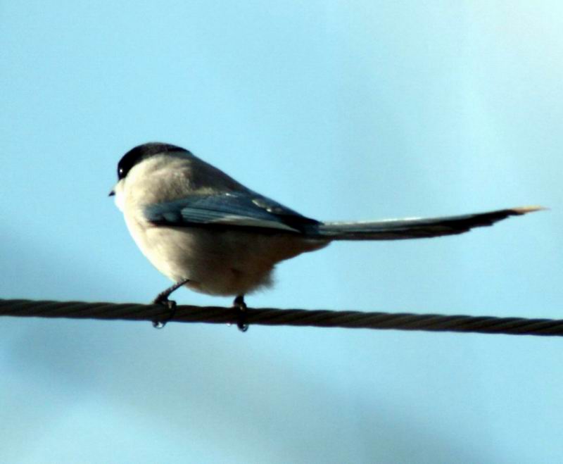 Cyanopica cyana (Azure-winged Magpie) {!--물까치-->; DISPLAY FULL IMAGE.