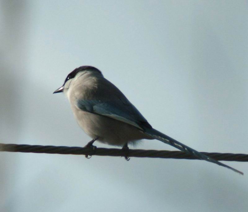 Cyanopica cyana (Azure-winged Magpie) {!--물까치-->; DISPLAY FULL IMAGE.