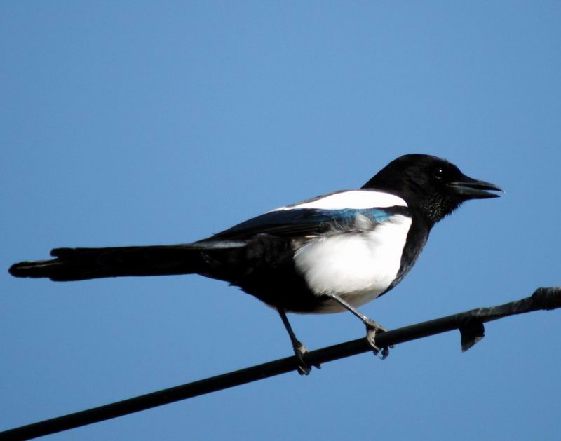 Pica pica (Black-billed Magpie) {!--까치-->; DISPLAY FULL IMAGE.