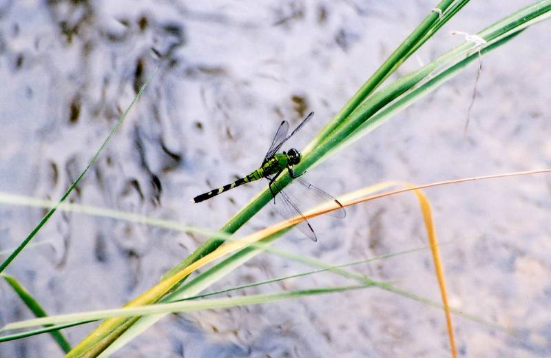 Eastern Pondhawk Dragonfly (Erythemis simplicicollis) {!--밀잠자리류-->; DISPLAY FULL IMAGE.