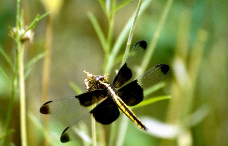 Dragonfly {!--잠자리-->; DISPLAY FULL IMAGE.