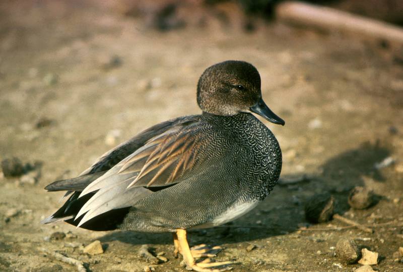 Gadwall (Anas strepera) {!--알락오리-->; DISPLAY FULL IMAGE.
