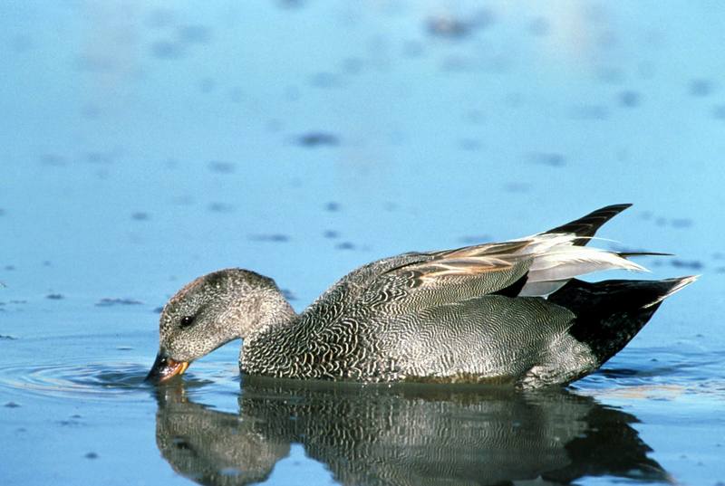 Gadwall (Anas strepera) {!--알락오리-->; DISPLAY FULL IMAGE.