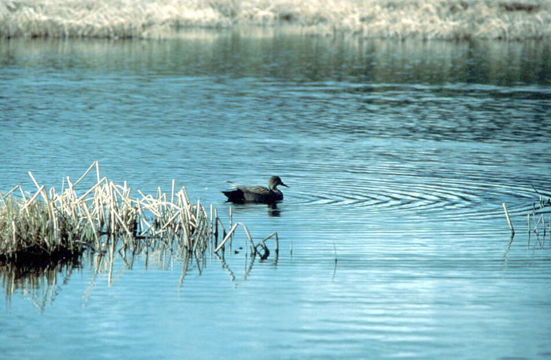 Gadwall drake (Anas strepera) {!--알락오리-->; DISPLAY FULL IMAGE.