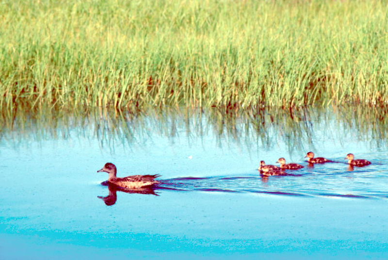 Gadwall duck & ducklings (Anas strepera) {!--알락오리-->; DISPLAY FULL IMAGE.