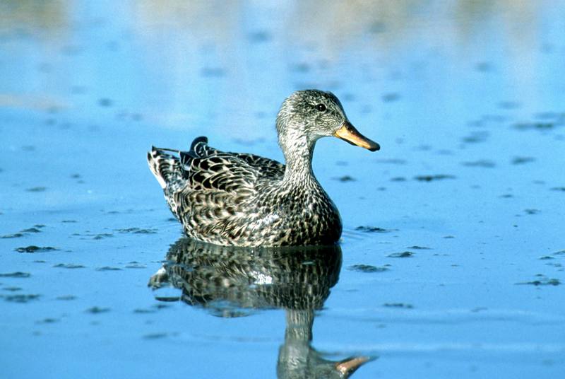 Gadwall duck (Anas strepera) {!--알락오리-->; DISPLAY FULL IMAGE.