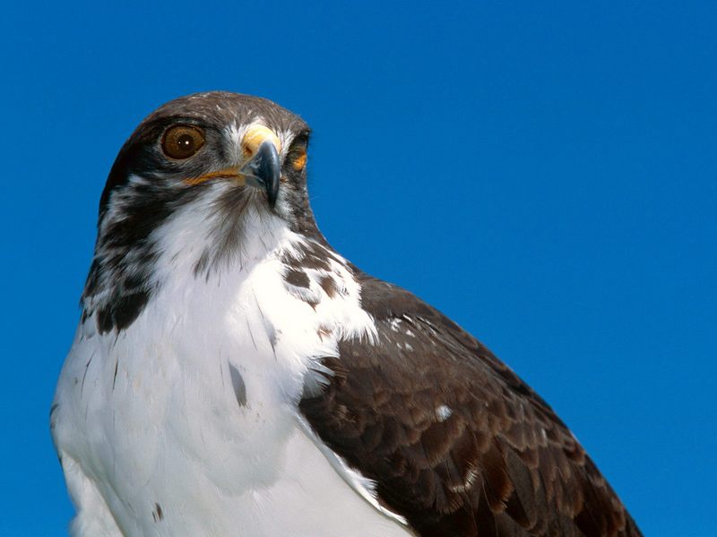 [Daily Photos CD03] Augur Buzzard; DISPLAY FULL IMAGE.