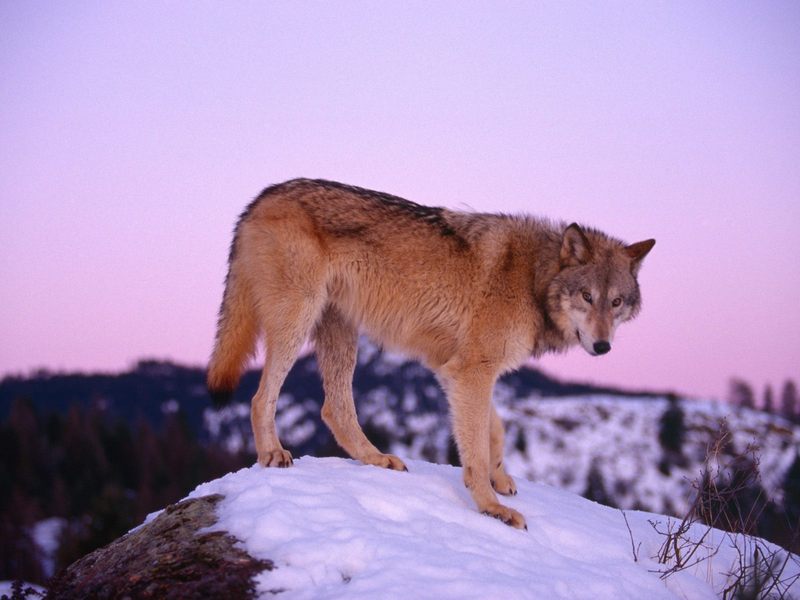 [Daily Photos CD03] Gray Wolf at Dusk; DISPLAY FULL IMAGE.