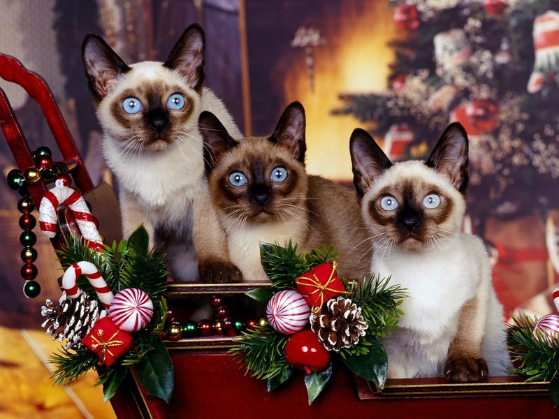 [Daily Photos CD03] Siamese Cat, Trio; DISPLAY FULL IMAGE.