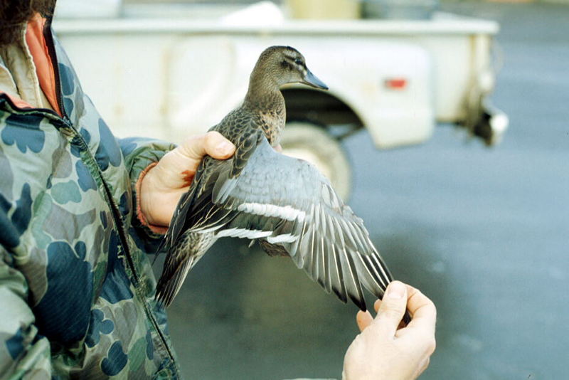 Garganey duck (Anas querquedula) {!--발구지-->; DISPLAY FULL IMAGE.