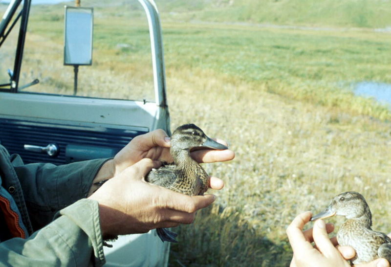 Garganey ducks (Anas querquedula) {!--발구지-->; DISPLAY FULL IMAGE.