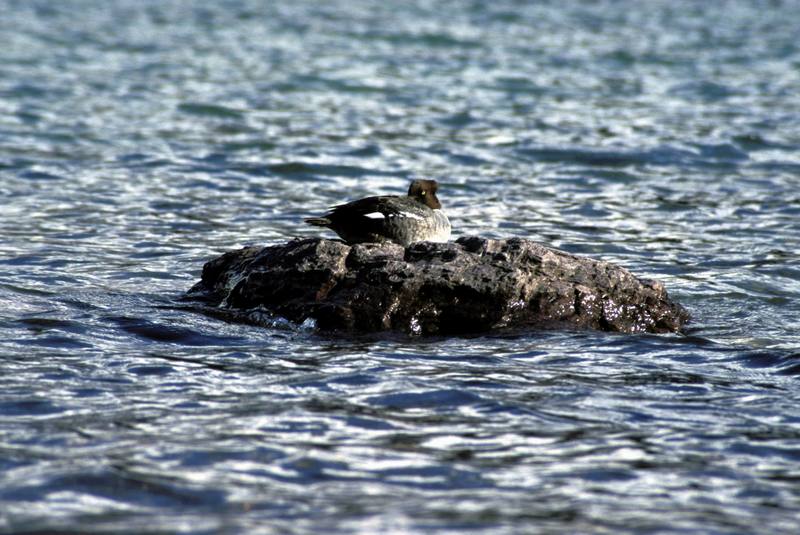 Barrow's Goldeneye (Bucephala islandica) {!--북방흰뺨오리-->; DISPLAY FULL IMAGE.