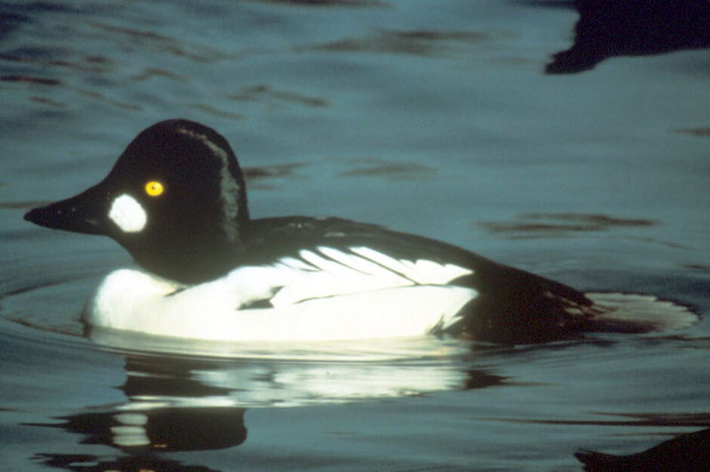 Common Goldeneye (Bucephala clangula) {!--흰뺨오리-->; DISPLAY FULL IMAGE.