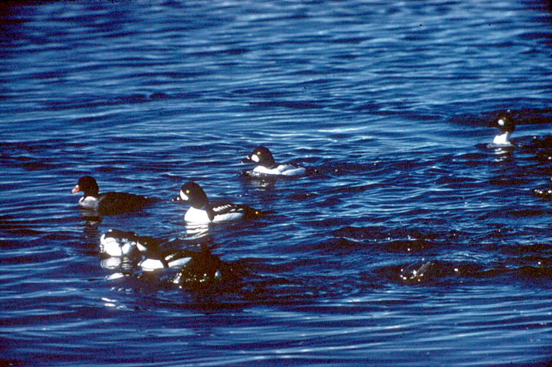 Common Goldeneyes (Bucephala clangula) {!--흰뺨오리-->; DISPLAY FULL IMAGE.