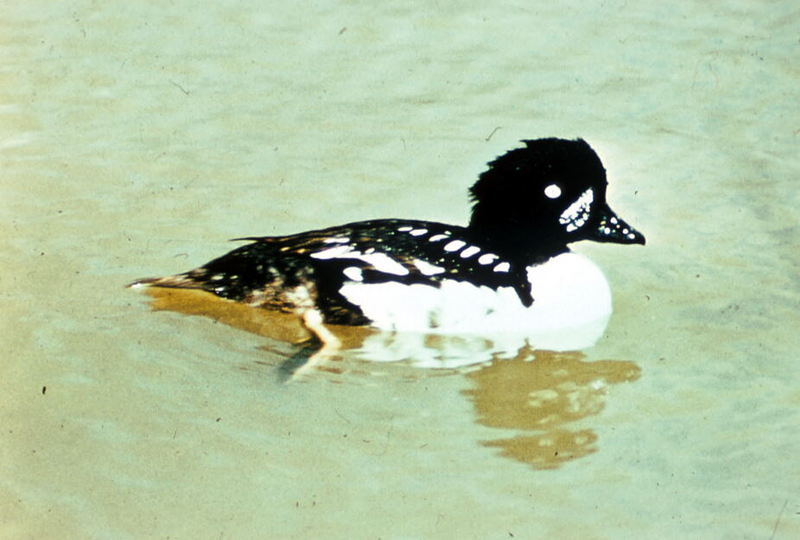 Common Goldeneye (Bucephala clangula) {!--흰뺨오리-->; DISPLAY FULL IMAGE.