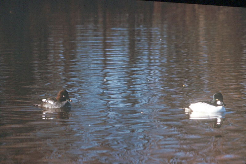 Common Goldeneye pair (Bucephala clangula) {!--흰뺨오리-->; DISPLAY FULL IMAGE.