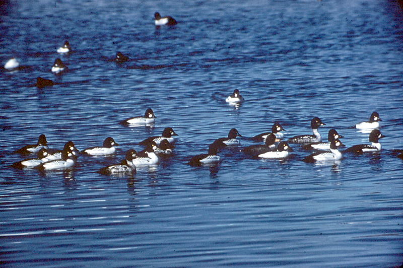 Common Goldeneyes (Bucephala clangula) {!--흰뺨오리-->; DISPLAY FULL IMAGE.