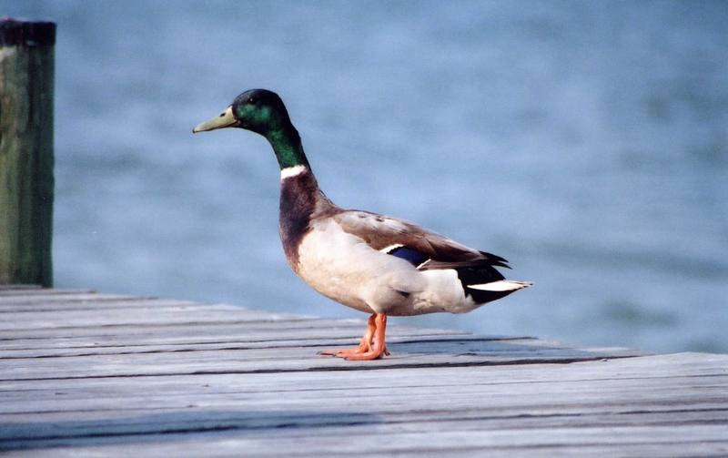 Mallard drake (Anas platyrhynchos) {!--청둥오리-->; DISPLAY FULL IMAGE.