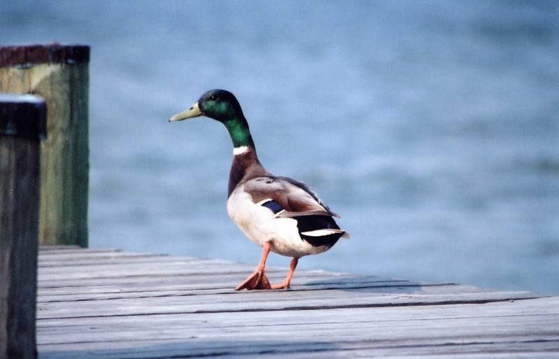 Mallard drake (Anas platyrhynchos) {!--청둥오리-->; DISPLAY FULL IMAGE.