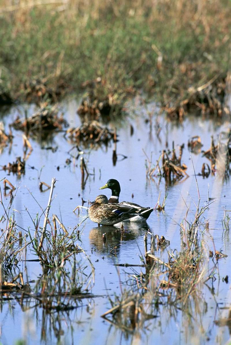 Mallard pair (Anas platyrhynchos) {!--청둥오리-->; DISPLAY FULL IMAGE.