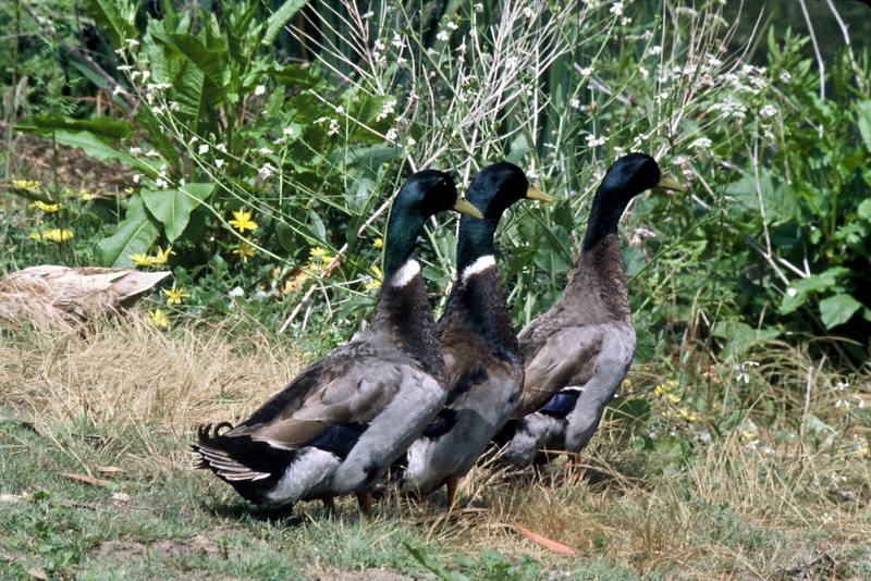 Mallard duck trio (Anas platyrhynchos) {!--청둥오리-->; DISPLAY FULL IMAGE.