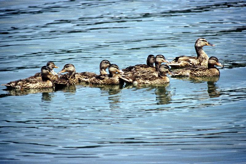 Mallard flock of hens (Anas platyrhynchos) {!--청둥오리-->; DISPLAY FULL IMAGE.