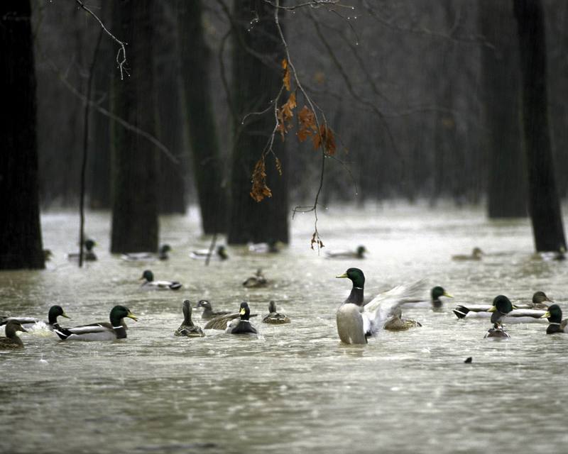 Mallard flock (Anas platyrhynchos) {!--청둥오리-->; DISPLAY FULL IMAGE.