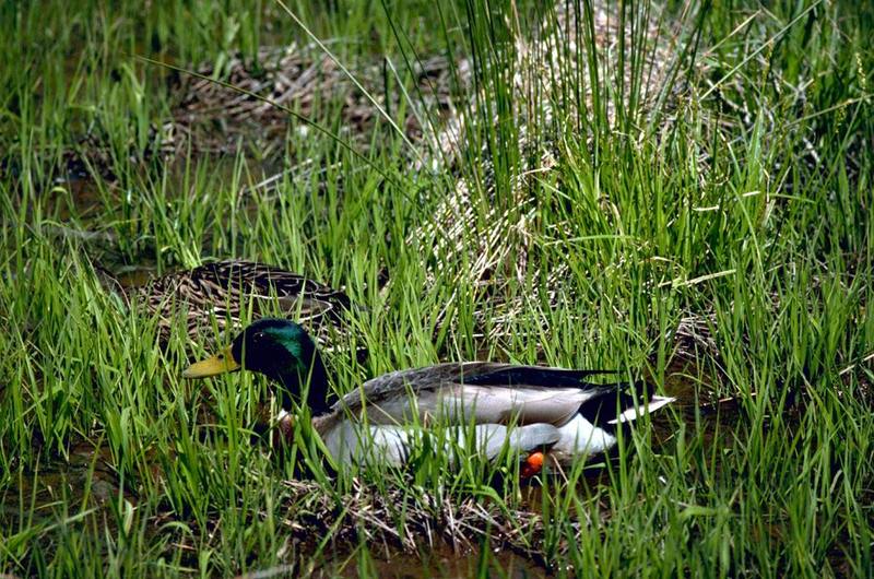 Mallard drake (Anas platyrhynchos) {!--청둥오리-->; DISPLAY FULL IMAGE.