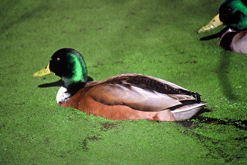 Mallard drake (Anas platyrhynchos) {!--청둥오리-->; DISPLAY FULL IMAGE.