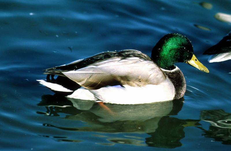 Mallard drake (Anas platyrhynchos) {!--청둥오리-->; DISPLAY FULL IMAGE.