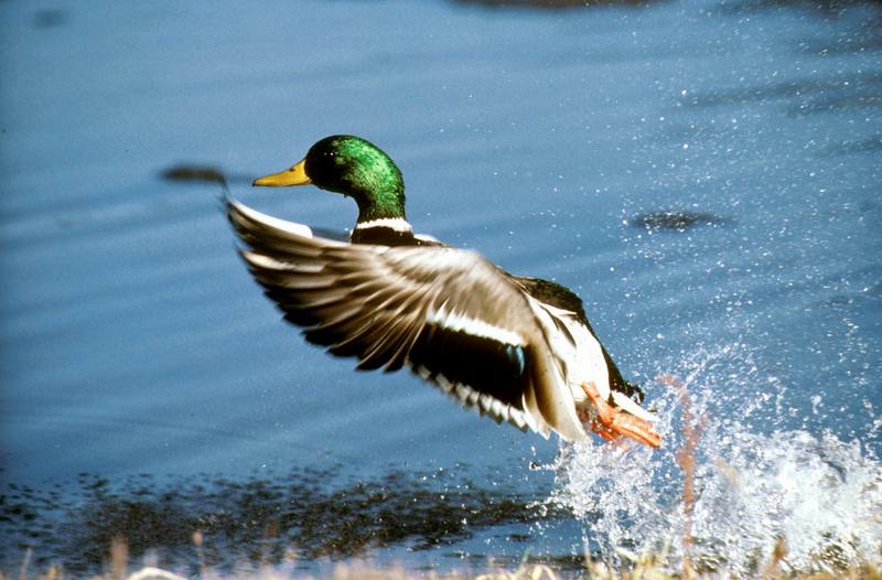 Mallard drake taking off (Anas platyrhynchos) {!--청둥오리-->; DISPLAY FULL IMAGE.