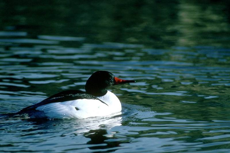 Common Merganser (Mergus merganser ) {!--비오리-->; DISPLAY FULL IMAGE.