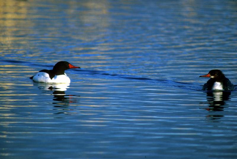 Common Mergansers (Mergus merganser ) {!--비오리-->; DISPLAY FULL IMAGE.