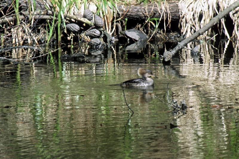 Hooded Merganser (Lophodytes cucullatus) {!--관머리비오리-->; DISPLAY FULL IMAGE.
