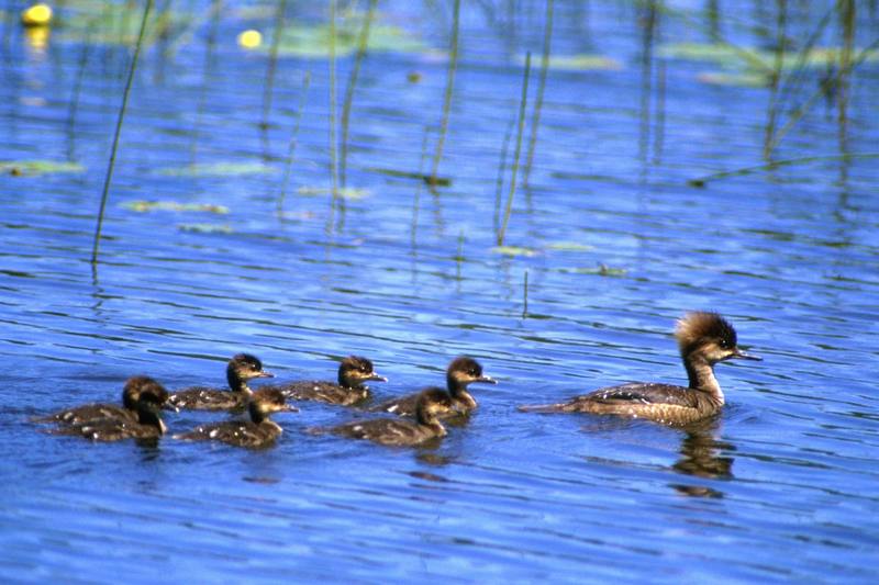 Hooded Merganser hen & ducklings (Lophodytes cucullatus) {!--관머리비오리-->; DISPLAY FULL IMAGE.