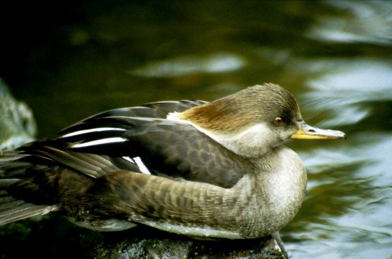 Hooded Merganser hen (Lophodytes cucullatus) {!--관머리비오리-->; DISPLAY FULL IMAGE.