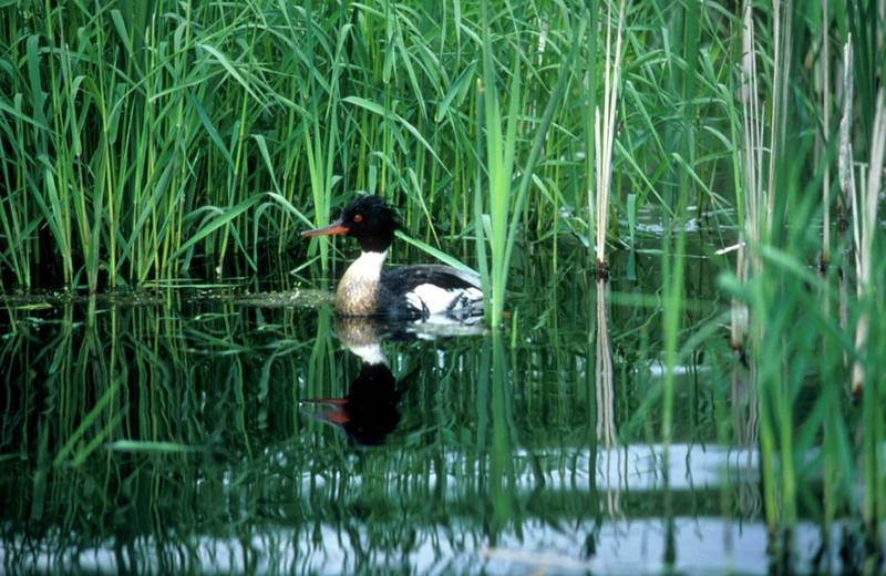 Red-breasted Merganser (Mergus serrator) {!--바다비오리-->; DISPLAY FULL IMAGE.