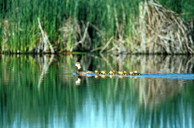 Redhead hen & ducklings (Aythya americana) {!--아메리카흰죽지-->; DISPLAY FULL IMAGE.