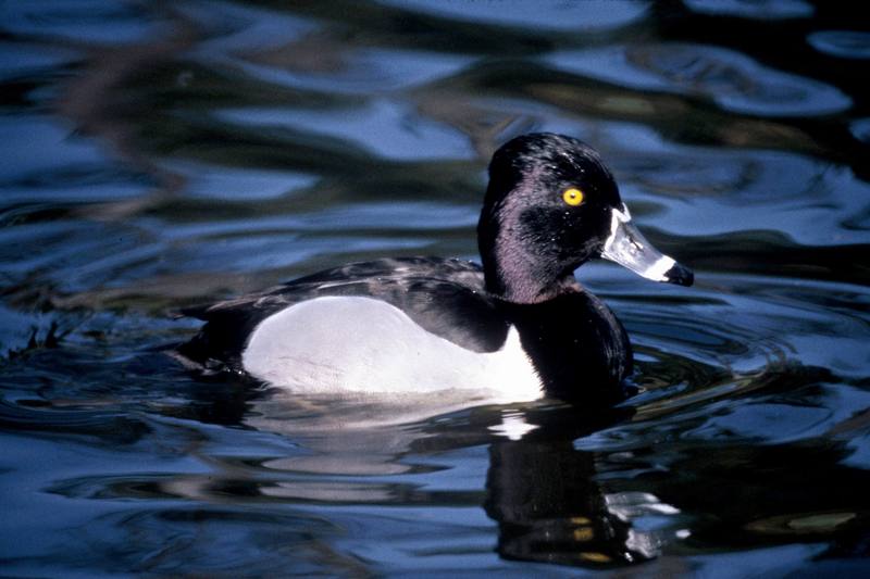 Ring-necked Duck (Aythya collaris) {!--목도리댕기흰죽지-->; DISPLAY FULL IMAGE.