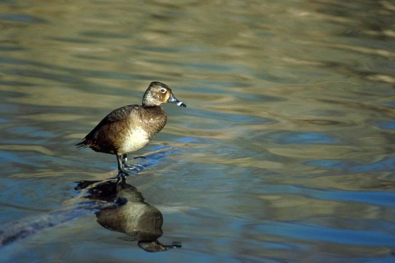 Ring-necked Duck (Aythya collaris) {!--목도리댕기흰죽지-->; DISPLAY FULL IMAGE.