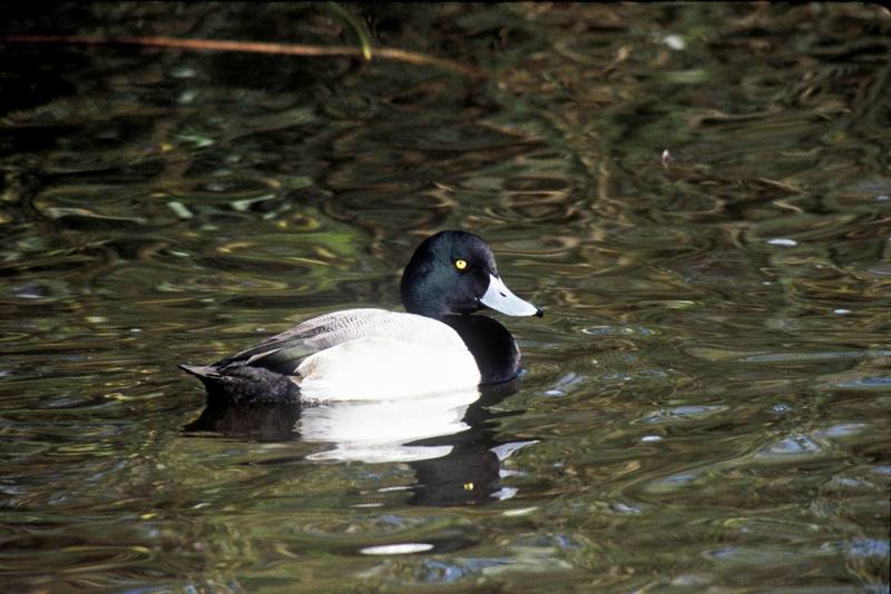 Greater Scaup (Aythya marila) {!--검은머리흰죽지-->; DISPLAY FULL IMAGE.